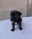 Cane Corso �t�n�