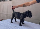 �t��ata Cane Corso.