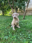 �t��ata Pitbull.