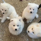 ڞasn� Samoyed �t��ata.