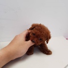 mini hra�ka o�kovan� Prod�m �t��ata pudla.