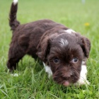 Roztomil� a zdrav� havanese �t��ata na prodej.