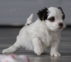 Roztomil� a zdrav� havanese �t��ata na prodej.