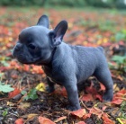 Prod�m o�kovan� �t��ata francouzsk�ho buldo�ka.