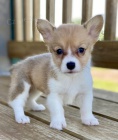 Prod�m �t��ata Pembroke Welsh Corgi.