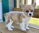 Prod�m �t��ata Pembroke Welsh Corgi.