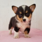 O�kovan� �t��ata Pembroke Welsh Corgi na prodej.