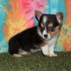 O�kovan� �t��ata Pembroke Welsh Corgi na prodej.