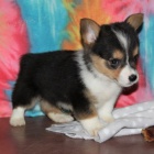 O�kovan� �t��ata Pembroke Welsh Corgi na prodej.