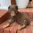 o�kovan� �t��ata dobrmana k adopci