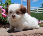 Prod�m �t��ata SHIH TZU