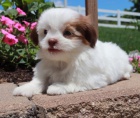 Prod�m �t��ata SHIH TZU