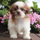 Prod�m �t��ata SHIH TZU