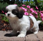 Prod�m �t��ata SHIH TZU