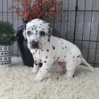 Prod�m o�kovan�, zdrav� a od�erven� �t��ata dalmatin�