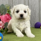 Prod�m o�kovan� a od�erven� �t��ata bi�onka.