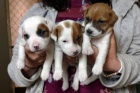 Prod�m zdrav� �t��ata jack russella.