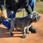 Neopolitan Mastiff �t��ata.