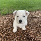 kc reg West Highland teri�r �t��ata.