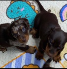 KC �t��ata n�meck�ho ov��ka.