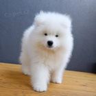 No�n�k Tr�noval Samoyed �t��ata.