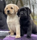 Kc reg Labrador Retriever �t��ata.