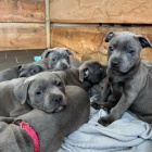 �t��ata staford��rsk�ho b���ho teri�ra.