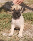 Bullmastiff �t��ata