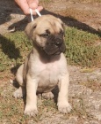 Bullmastiff �t��ata