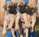 Bullmastiff �t��ata