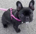 kr�sn� �t��ata francouzsk�ho buldo�ka k adopci