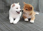 Roztomil� �t���tka Shiba Inu