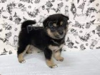 Prod�m dob�e vycvi�en� �t��ata Shiba Inu.