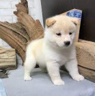 Prodej mil�ch �t��at Shiba Inu