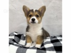 Prod�m �t��ata Pembroke Welsh Corgi