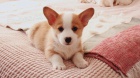 Pembroke Welsh Corgi pobl� m�