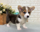 #Pembroke Welsh Corgi pobl� m�
