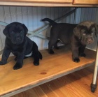 Zdrav� �t��ata KC Labrador.