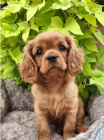 King Charles Cavalier �pan�l �t��ata.