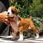 KC Boxer �t��ata.