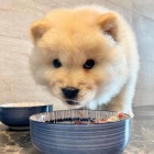 Hrav� �t���tka Chow Chow.