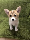 Vel�sk� Corgi Pembroke �t��ata