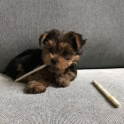 Prod�m roztomil� miniaturn� �t���tka jork��rsk�ho teri�ra.