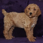 Prod�m zdrav� �t��ata standardn�ho Pudla.