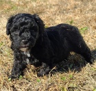 Prod�m zdrav�, o�kovan� a od�erven� �t��ata standardn�ho Pudla.