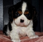 Prod�m �t��ata kaval�r King Charles �pan�l.