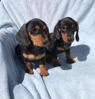 �t��ata jezev��ka.