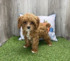 Prod�m o�kovan� a od�erven� �t��ata CAVAPOO.