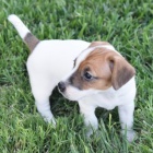 zdrav� a o�kovan� �t��ata jack russell teri�ra k adopci.