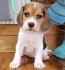 Prod�m �t��ata b�gla 